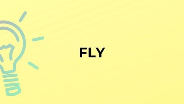 جمع fly چه می‌شود؟