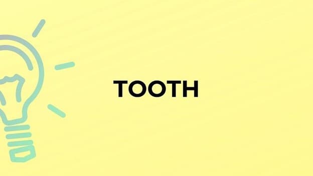 جمع tooth چه می‌شود؟