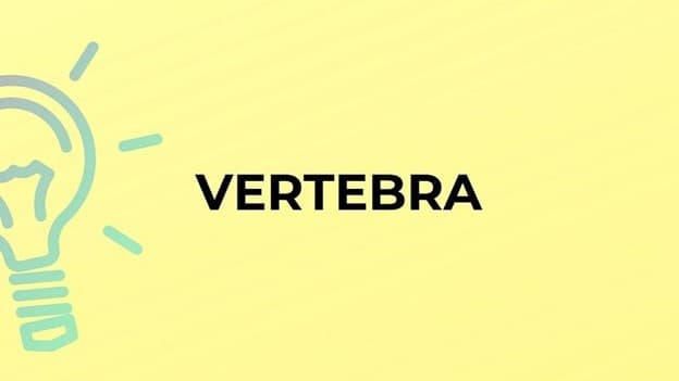 جمع vertebra چه می‌شود؟