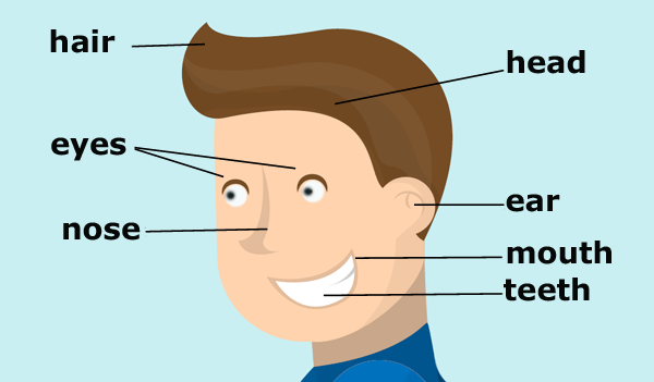 اعضای بدن به انگلیسی با تلفظ صوتی