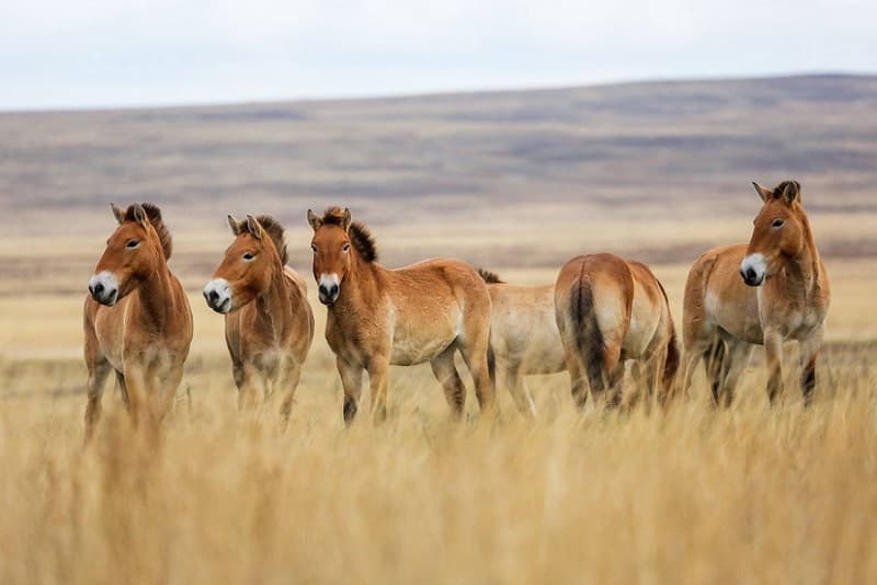 اسب‌های در خطر انقراض