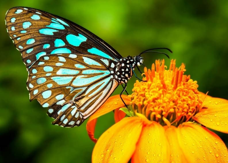 لکچر انگلیسی درباره پروانه با ترجمه فارسی
