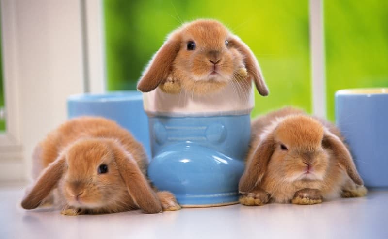 لکچر انگلیسی درباره‌ی خرگوش با ترجمه‌ی فارسی