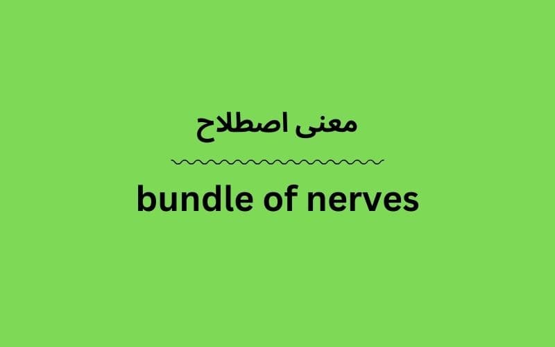 معنی bundle of nerves