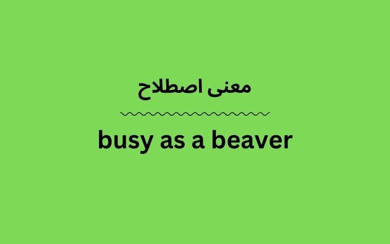 معنی busy as a beaver