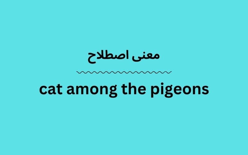 معنی cat among the pigeons