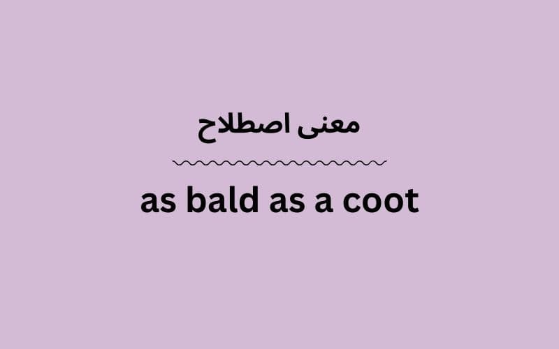 معنی as bald as a coot