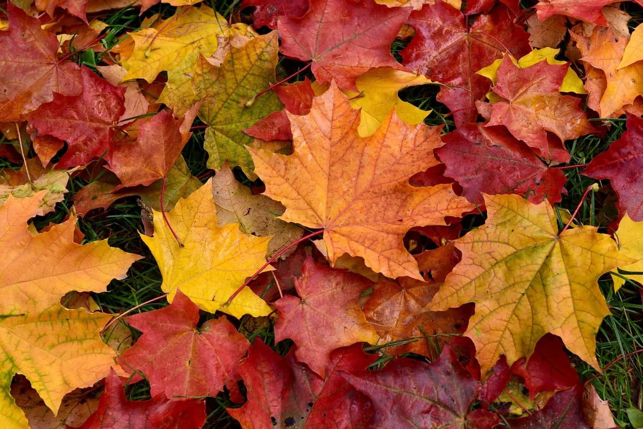برگهای پائیزی
