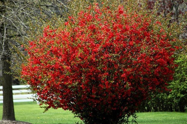 داستان کوتاه انگلیسی The Japanese Quince بههمراه ترجمهی فارسی