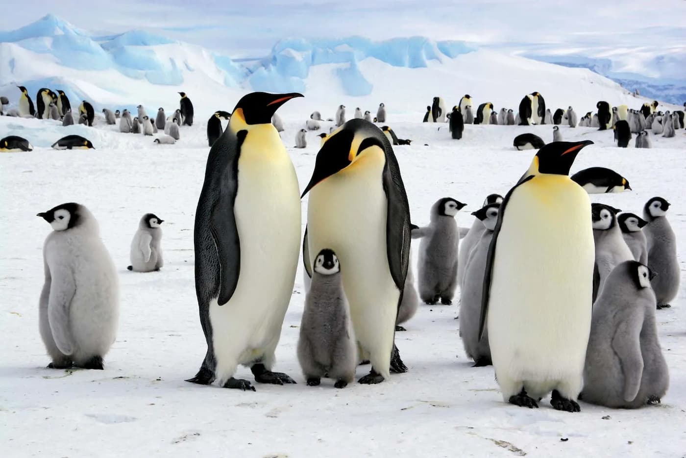 تصویرچندین پنگوئن