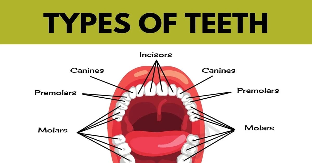 اسم دندان ها به انگلیسی