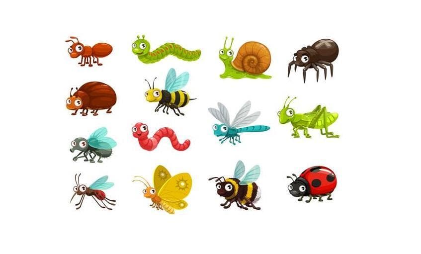 لیست حشرات به زبان انگلیسی