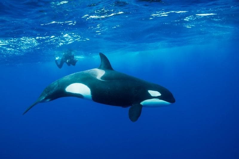 خلاصه کتاب داستان "Orca" اثر Phillip Burrows و Mark Foster