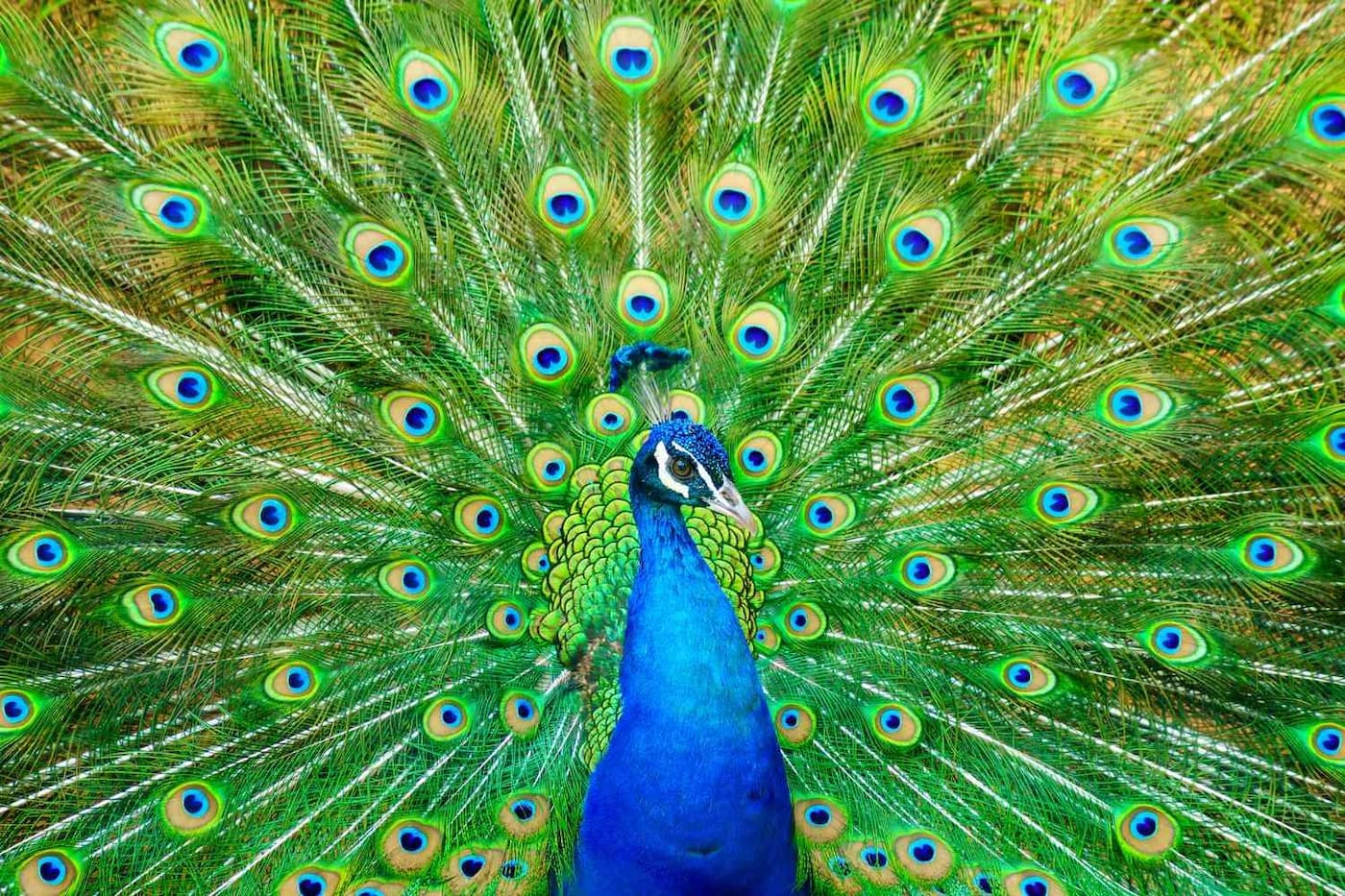 مکالمه انگلیسی درباره شگفتی‌های آفرینش طاووس